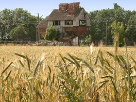 Пшеница. Фото с сайта photographer.ru